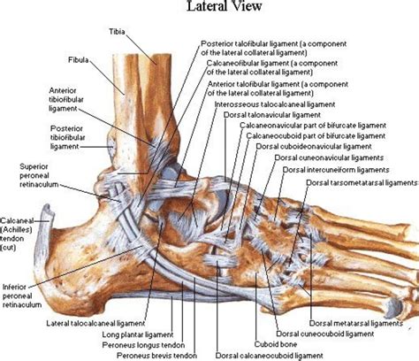 lateral ligament ankle anatomy